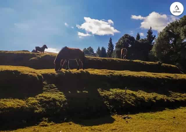 Singalilla Forest, Gorkhey, Samanden, Srikhola, Himalayan Homestay