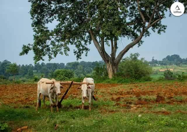 Village near Ajodhya Homestay
