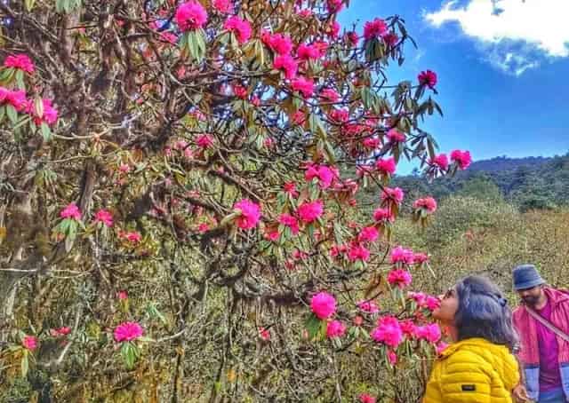  Barsey Rhododendron Sanctuary