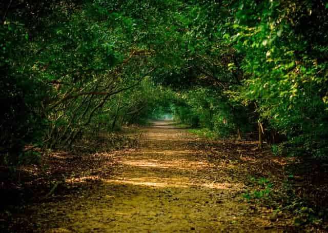 Bhitarkanika
