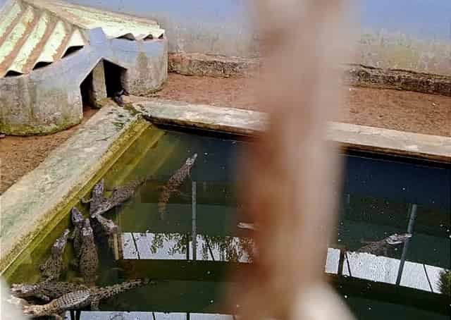 Bhitarkanika crocodile reserve @izifiso