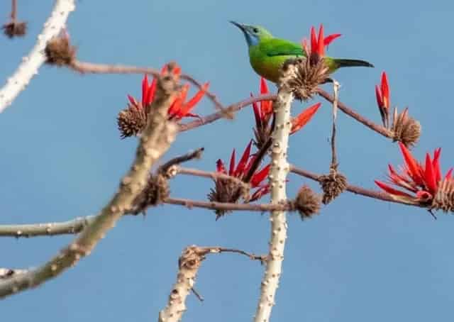 Bijanbari Homestay bird watching @izifiso