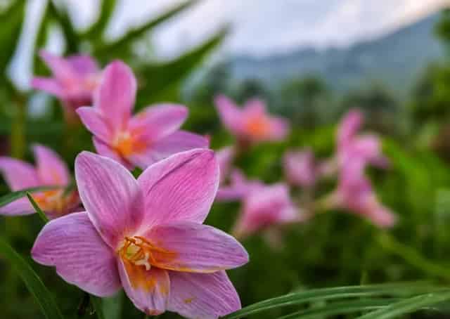 Most romantic gateway of Kalimpong - Pabong homestay 