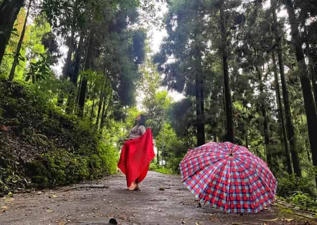 Experience dense pine forest at Dowhill