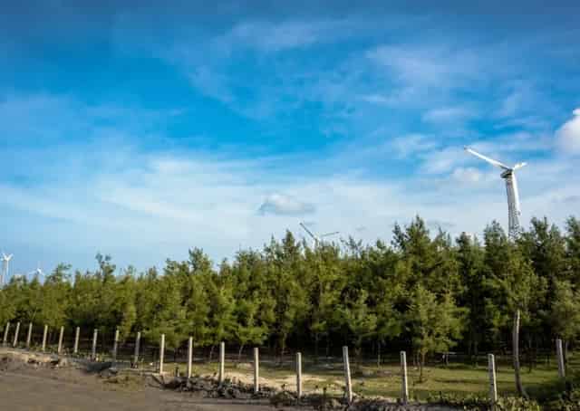 Jhau forest beside Bakkhali beach
