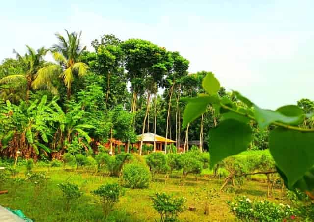 Nature around Taki Homestay