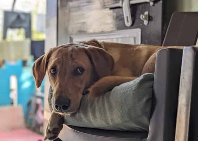 Pet Friendly Homestay in Puri