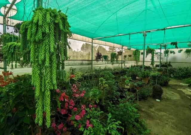 Garden area at Lolegaon Homestay
