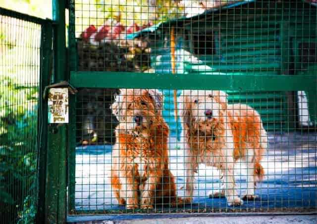 A Furry Welcome: Small Dogs Awaiting Your Arrival At Landour Boutique Stay