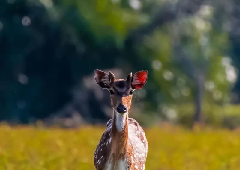 Wild life at Bhitarkanika