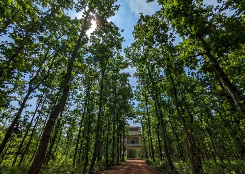 Brindabanpur Forest watch tower 