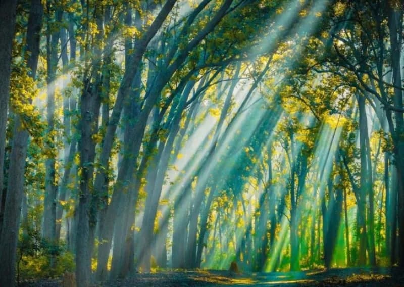 Golden Rays in the Heart of the Forest